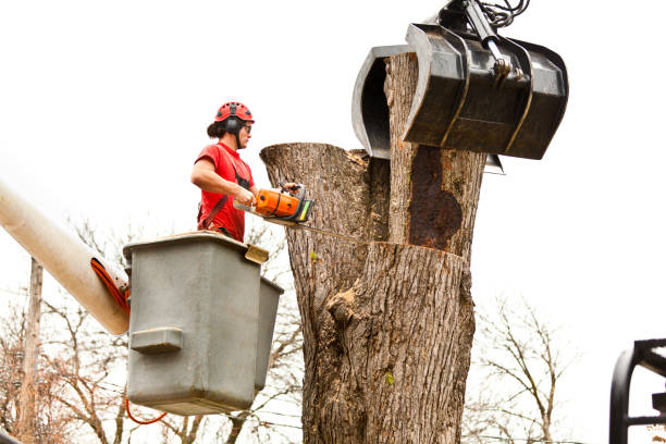 Best Emergency Tree Removal  in USA